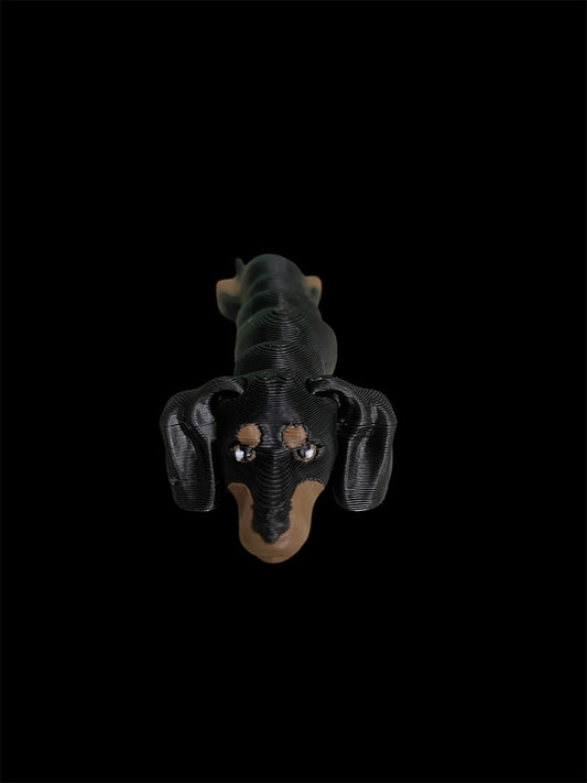 Dachshund
